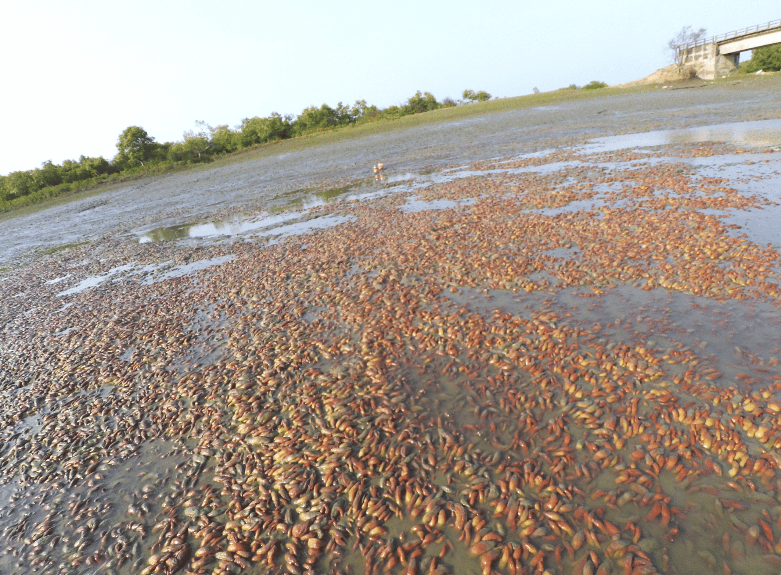 Bioactive secondary metabolites from marine sponge Project