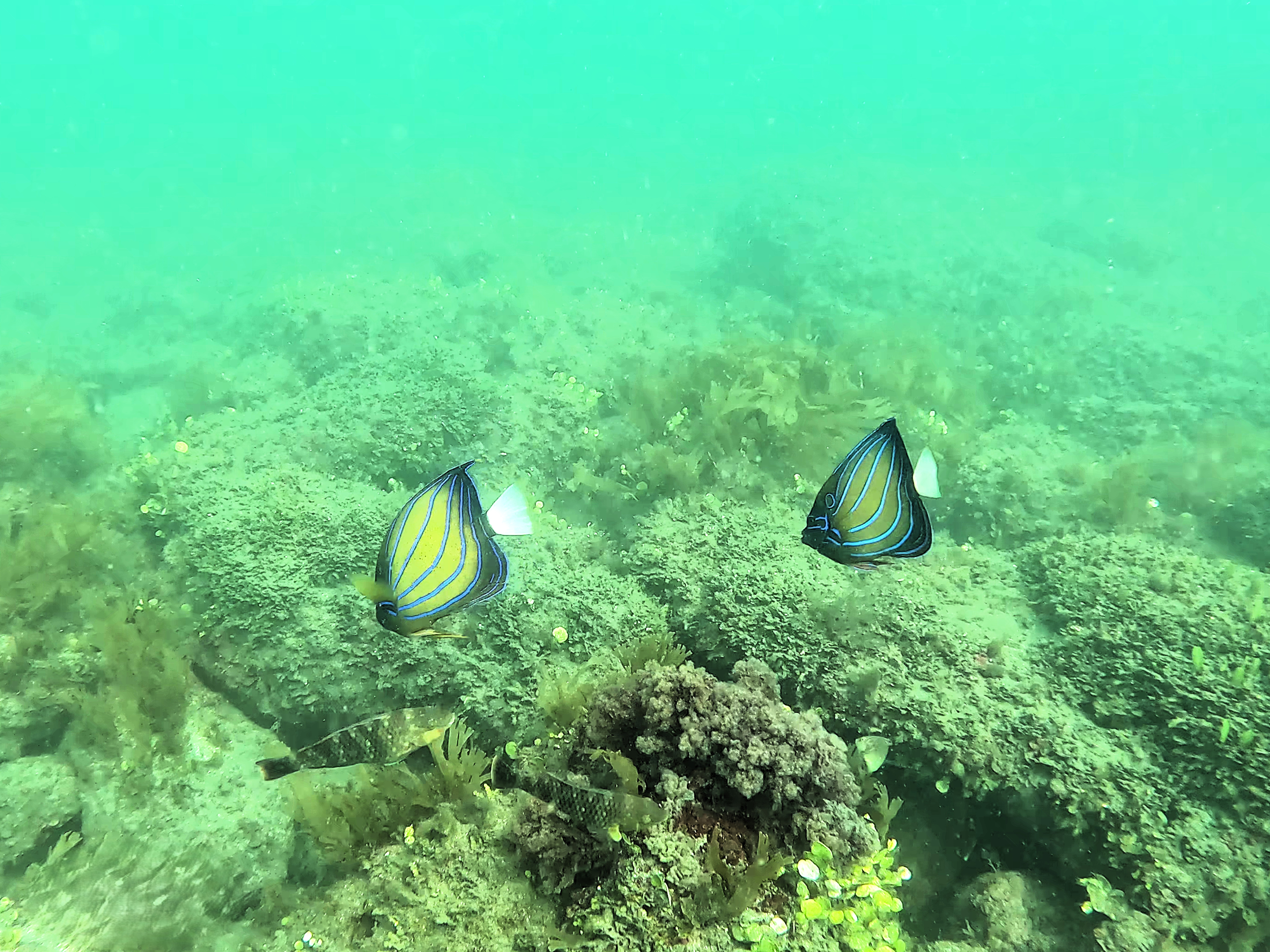 Reef associated fish monitoring program