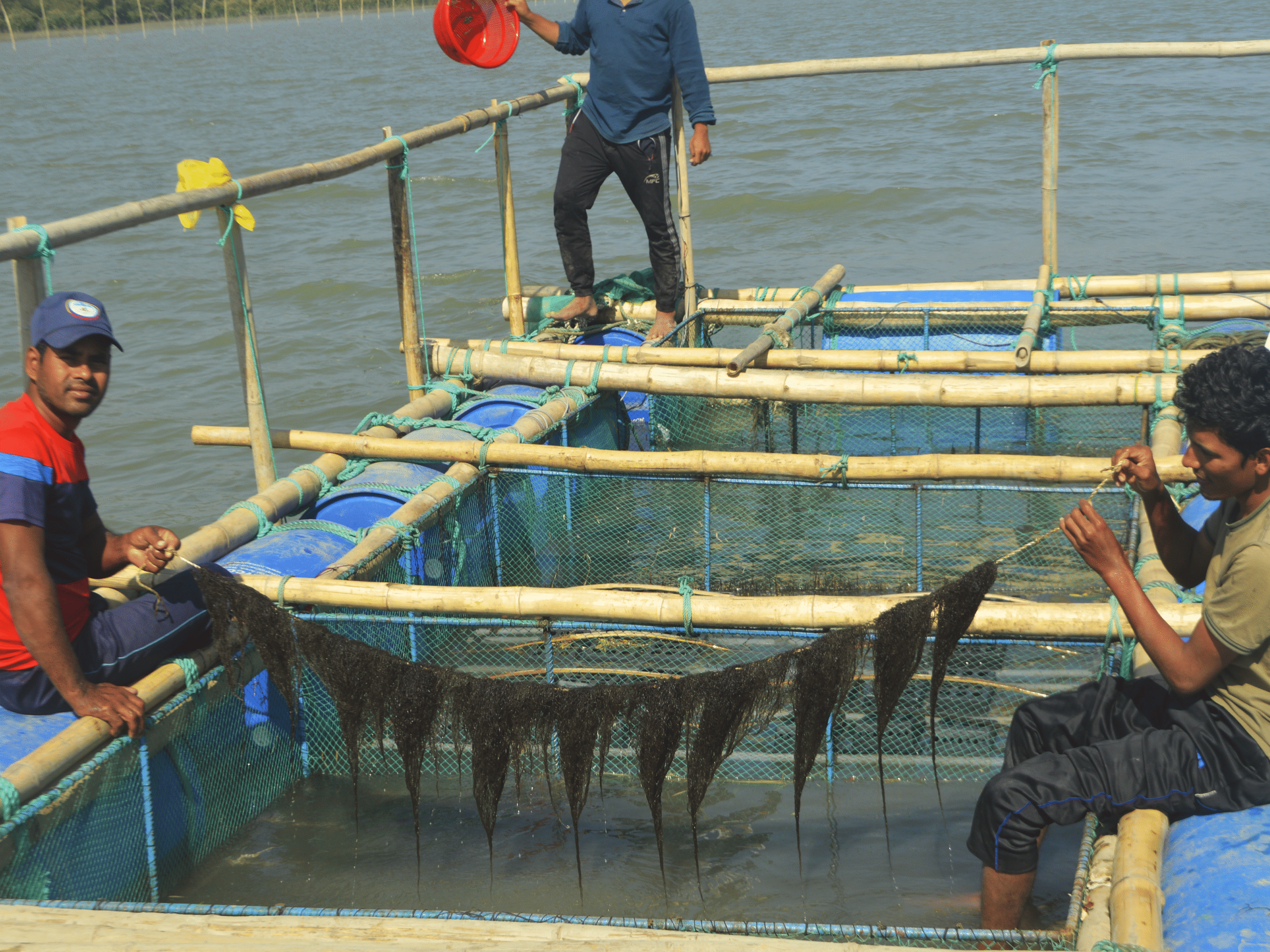 Seaweeds Production with Marketing and Value Chain Analysis Project