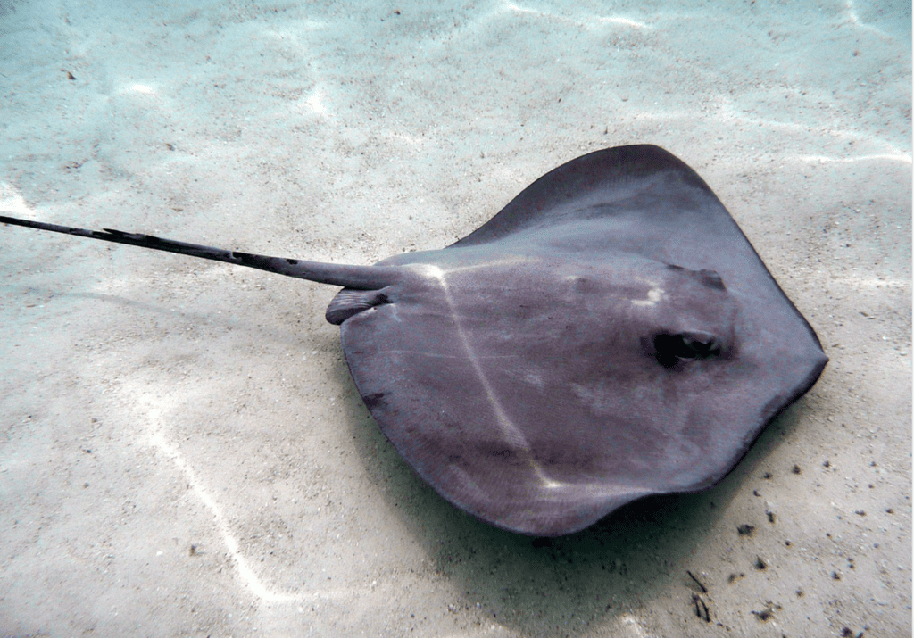 Shark, rays and dolphin monitoring programs in MPAs